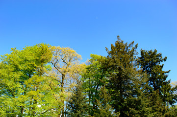 Fototapeta na wymiar Fresh green spring trees against a sunny blue sky