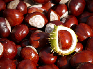 Kastanien © Dagmar Richardt