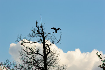 Large bird landing on old tree branch