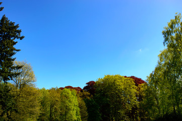 Fototapeta na wymiar Beautiful deep blue sky above forest