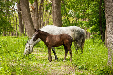 Obraz na płótnie Canvas Foal and Horse