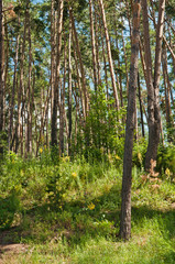 Fototapeta premium Beautiful pine forest