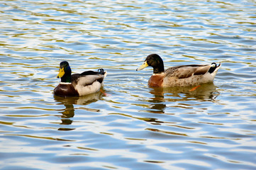 Pair of mallard ducks swimming in a lake