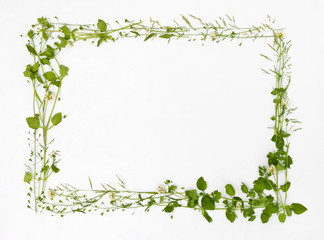 Beautiful frame of meadow flower on white background