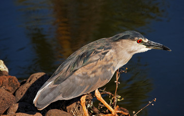 Black-Crowned Night Heron hunting