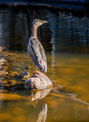 Black-crowned night heron on rock