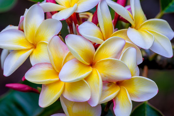Hawaii-plumeria