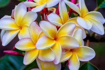 Fotobehang Frangipani Hawaii-plumeria