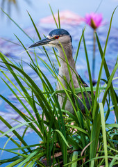 night heron hunting in grass