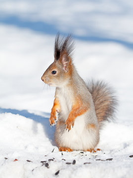 squirrel in winter © mycteria