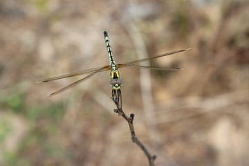 a rarest view of dragonfly 