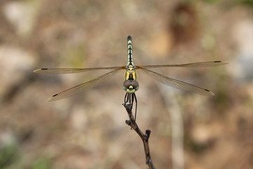 beautiful butterfly sleeping