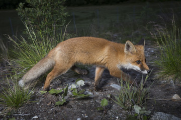 Naklejka na ściany i meble Curios fox cub
