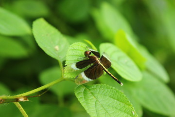 a beautiful flower enjoying rainy season