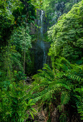 Obraz premium waterfall in jungle