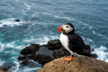 atlantic puffin sitting on a cliff - 114732991