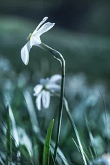 Foto op Canvas Narcissus Stellaris © bdavid32