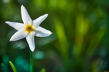 Fotobehang Narcissus Stellaris © bdavid32