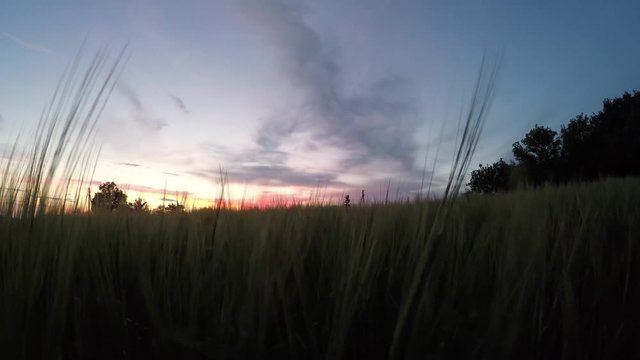 Ripening spikelets of wheat field at sunset