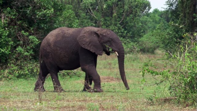 Elephant eating branch while crossing a clearing in Uganda woodlands