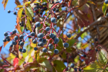 Berries are a Parthenocissus