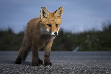 Curious fox cub on the road