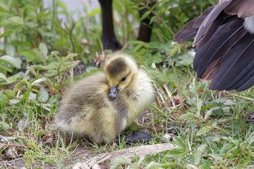 Cute canada goose baby