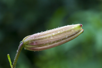 Crimson colored daylily covered in raindrops
