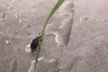 Macro shot of Larinus turbinatus, a weevil species