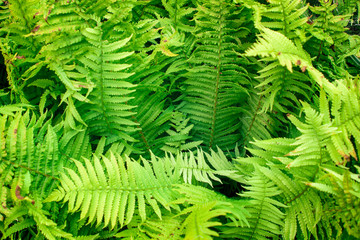 green fern as a background, close-up.
