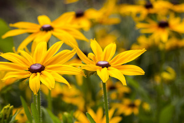 Bright yellow rudbeckia or Black Eyed Susan flowers in the garden
