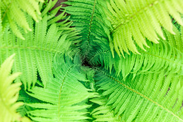 green fern as a background, close-up.
