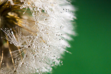Fototapeta premium Dandelion abstract background. Shallow depth of field. Macro 