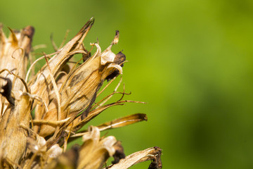 withered plant close up abstract background