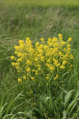 Barbarea vulgaris, a plant commonly called herb barbara