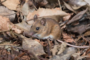 Wood Mouse (Apodemus Sylvaticus)/Wood Mouse in deep leaf litter on forest floor