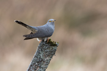 Cuckoo (Cuculus Canorus)/Cuckoo perched on mossy fence post against a background of blurred foliage