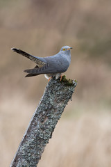 Fototapeta premium Cuckoo (Cuculus Canorus)/Cuckoo perched on mossy fence post against a background of blurred foliage