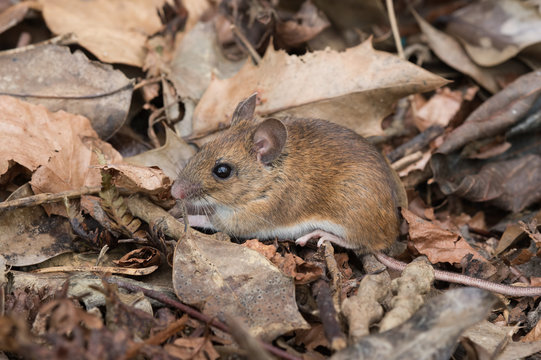 Wood Mouse (Apodemus Sylvaticus)/Wood Mouse in deep leaf litter on forest floor