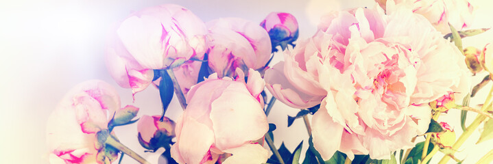Pink peonies on pastel background with copyspace