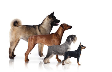 Group of dogs at the exhibition stand, dog profile