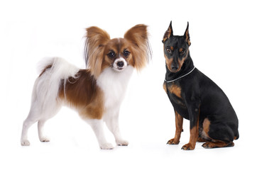  tvo dogs,  Miniature Pinscher, Papillon