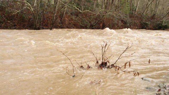 A leafless bush at the edge of a muddy overflowing creek