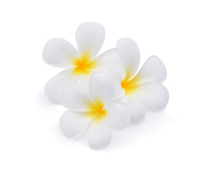 Fototapeta na wymiar Frangipani flower with water droplets on white background