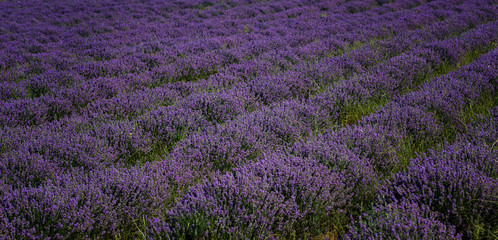 Lavender field at the end of June, near Kazanlak, Bulgaria
