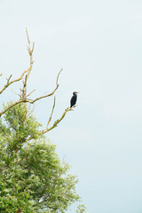 Lonely bird sitting on bare tree branch
