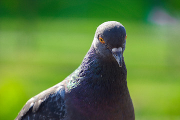 bird dove