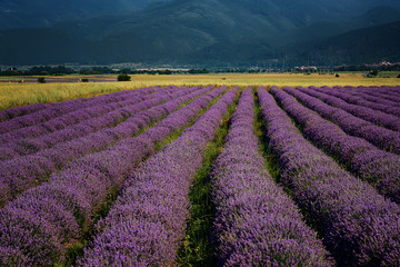 Fototapeta na wymiar Lavender field at the end of June, near Kazanlak, Bulgaria