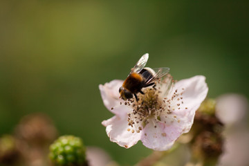 Bumblebee on a pink flower