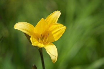 Yellow flower